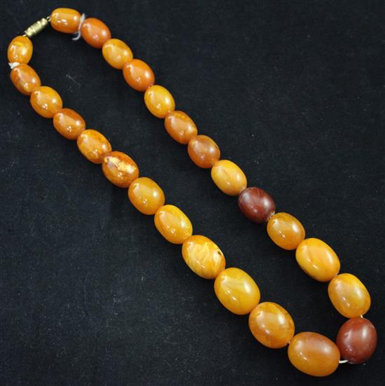 A single strand graduated oval amber bead necklace, 16in.